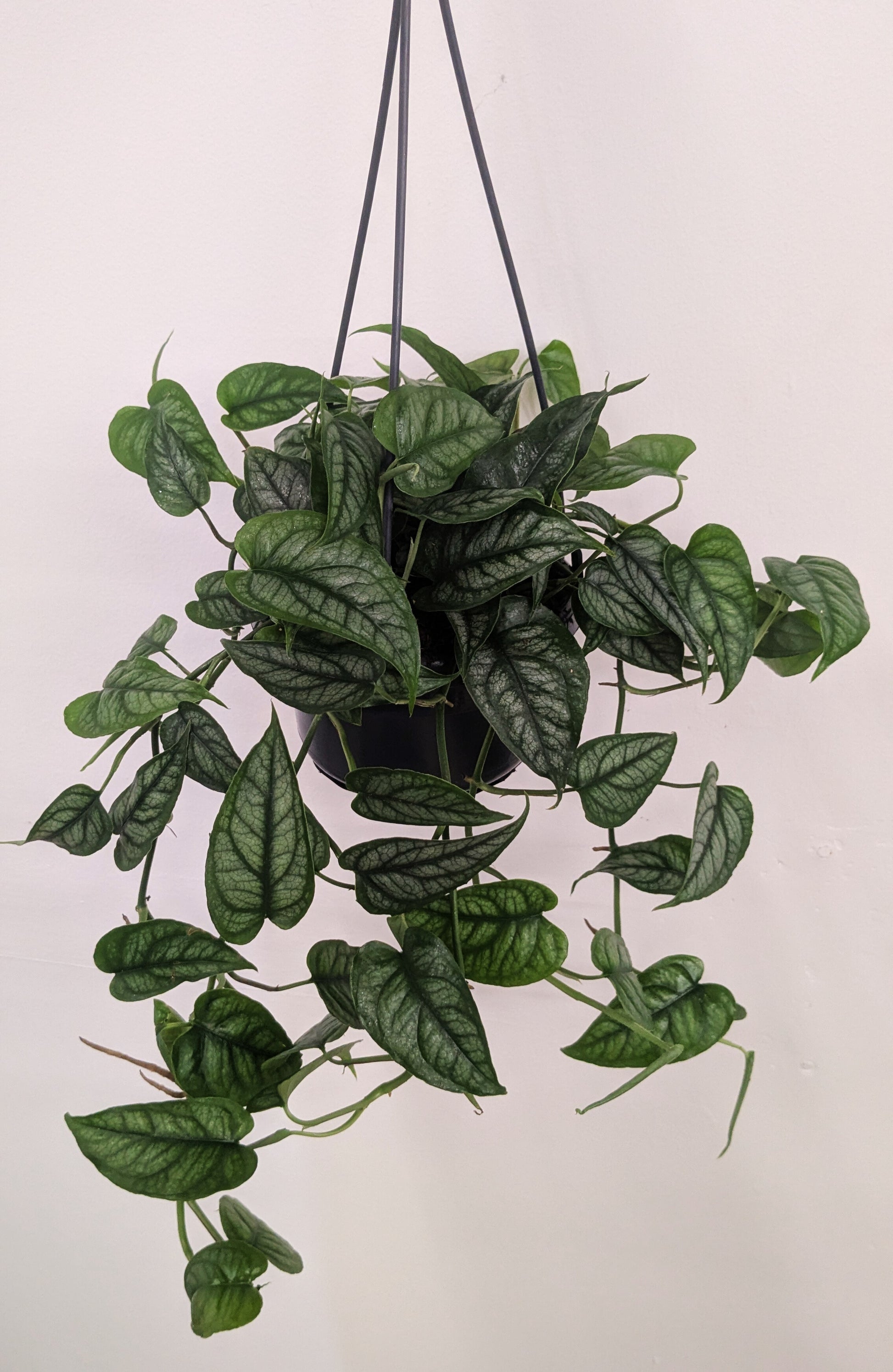 Monstera Siltepecana 14cm Hanging Pot Houseplant