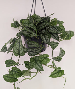 Monstera Siltepecana 14cm Hanging Pot Houseplant