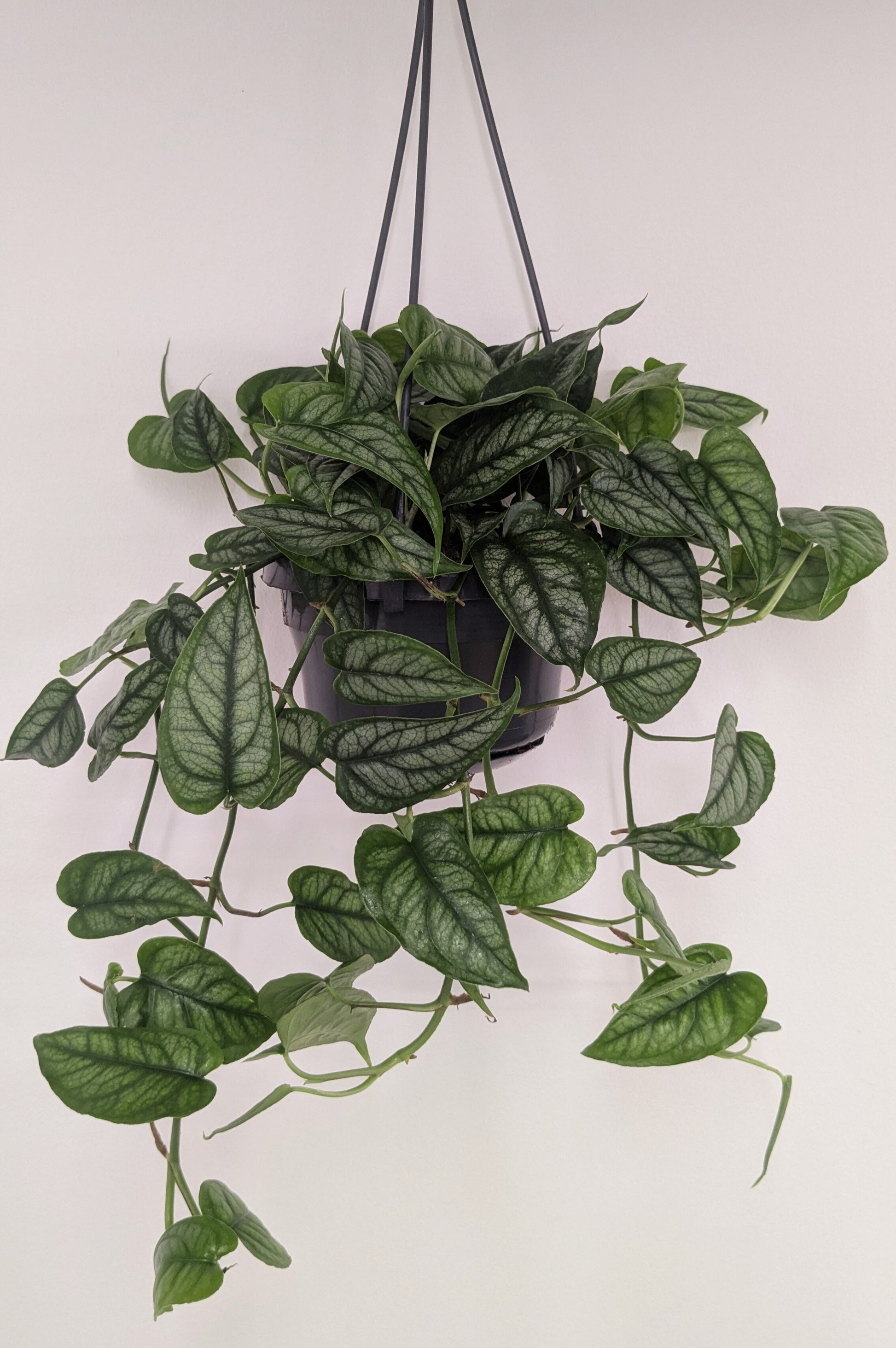 Monstera Siltepecana 14cm Hanging Pot Houseplant