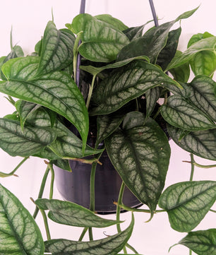 Monstera Siltepecana 14cm Hanging Pot Houseplant