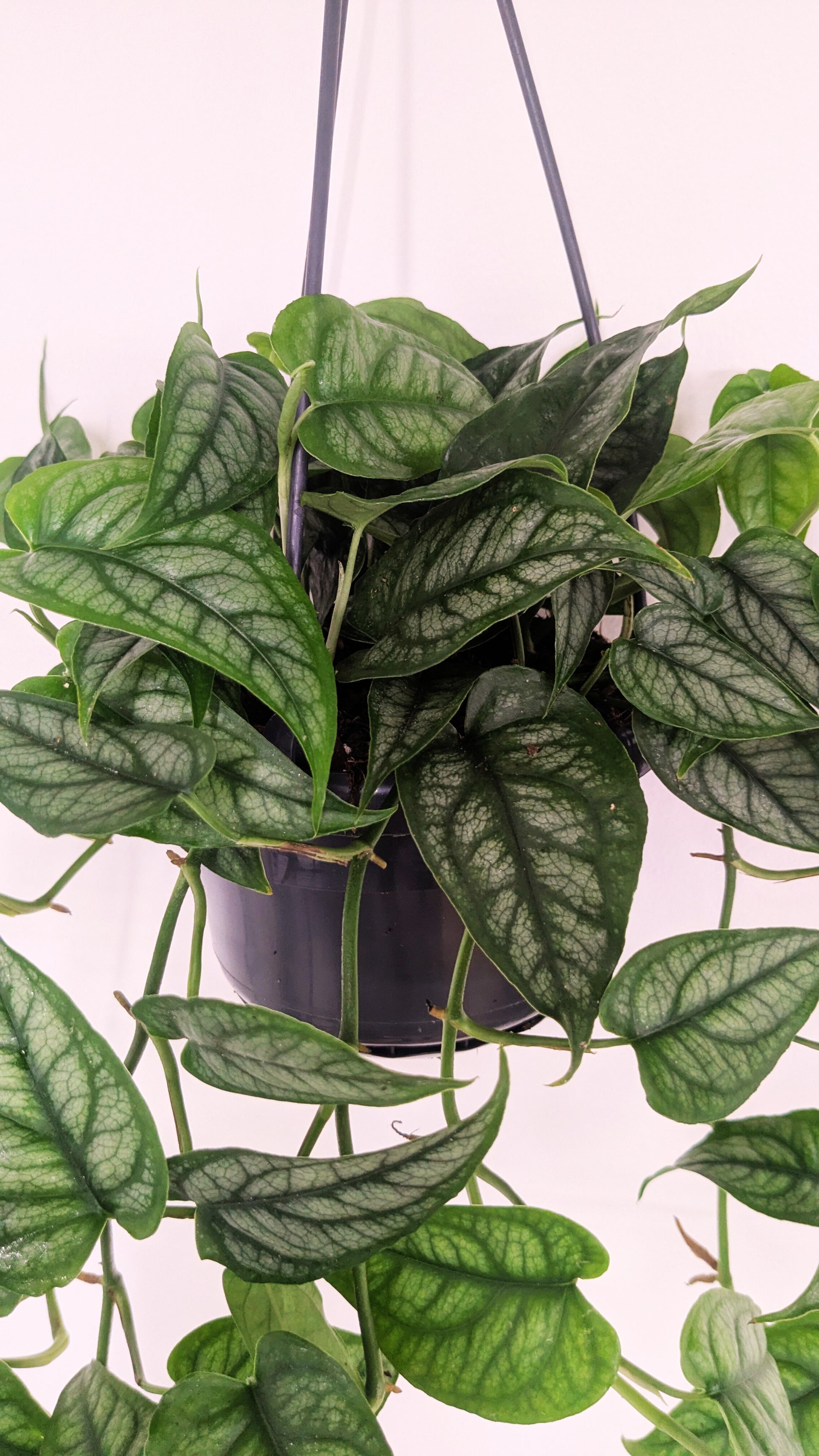 Monstera Siltepecana 14cm Hanging Pot Houseplant