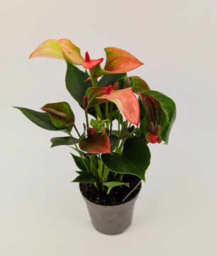 25cm Anthurium Matata Pink Flower 9cm Pot Houseplant