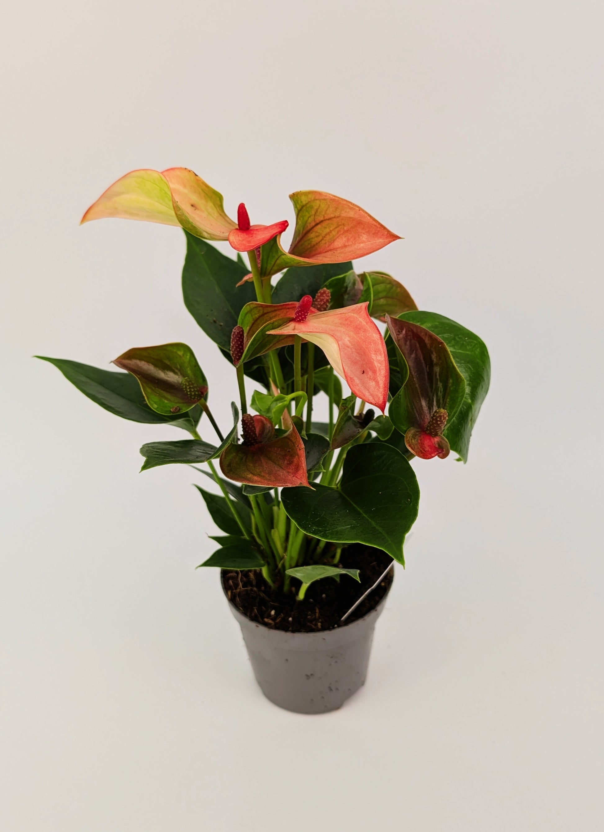 25cm Anthurium Matata Pink Flower 9cm Pot Houseplant