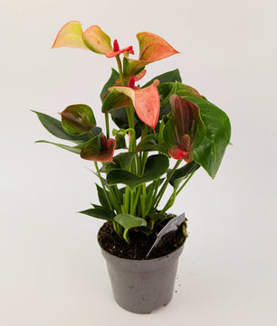 25cm Anthurium Matata Pink Flower 9cm Pot Houseplant