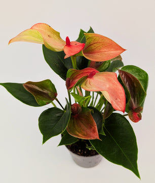 25cm Anthurium Matata Pink Flower 9cm Pot Houseplant