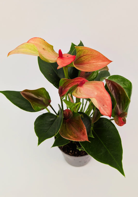 25cm Anthurium Matata Pink Flower 9cm Pot Houseplant