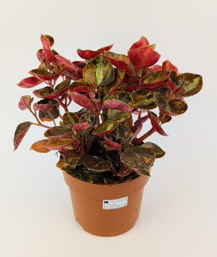 15 - 20cm Peperomia Creme Brulee House Plant 12cm Pot