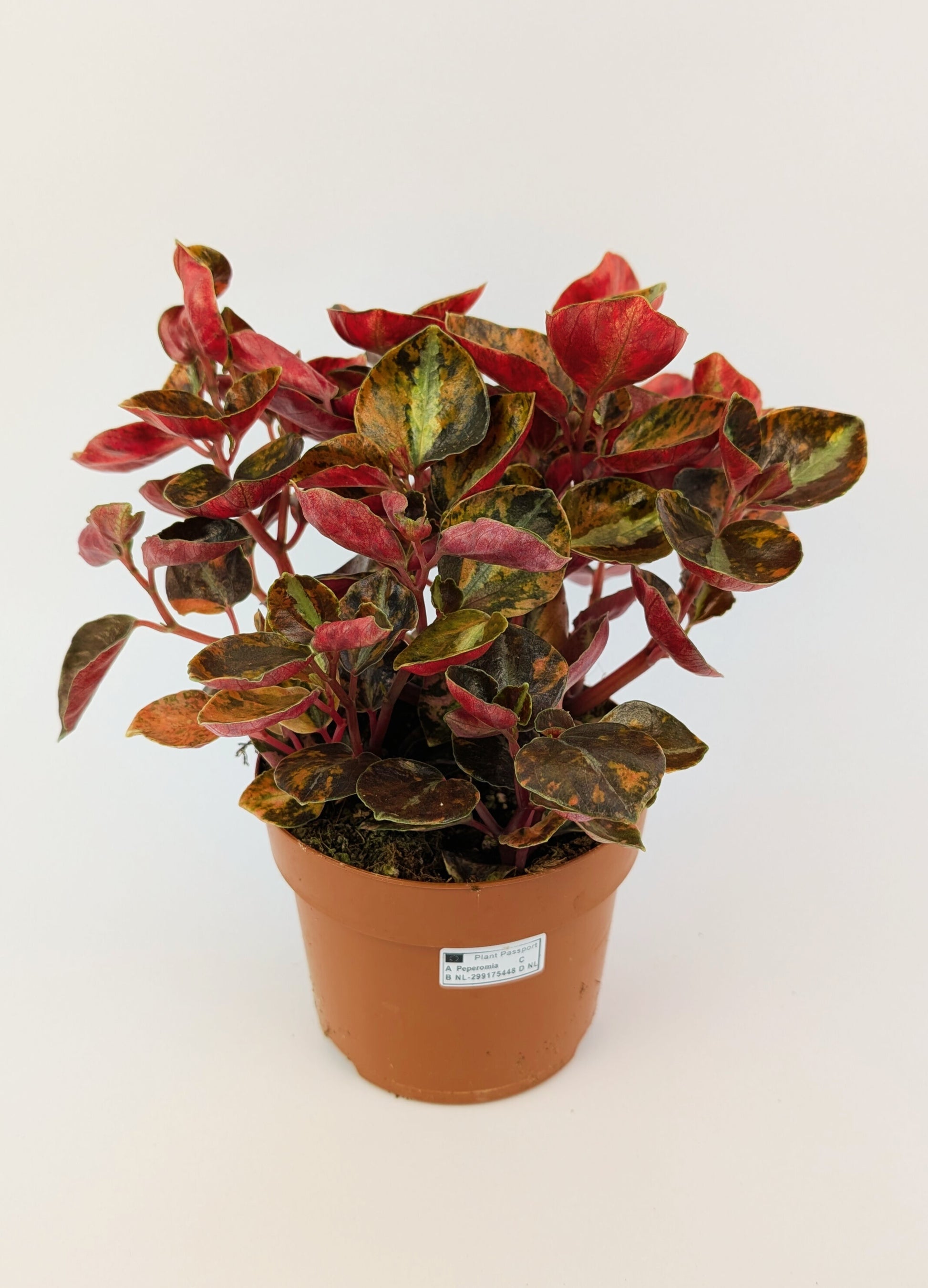 15 - 20cm Peperomia Creme Brulee House Plant 12cm Pot