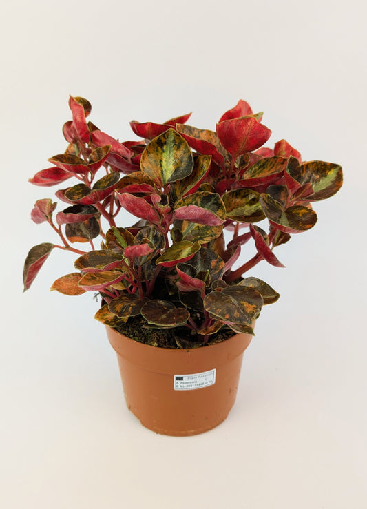 15 - 20cm Peperomia Creme Brulee House Plant 12cm Pot