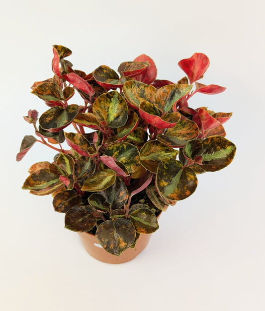 15 - 20cm Peperomia Creme Brulee House Plant 12cm Pot