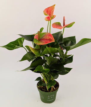 Anthurium Cherry Love Pink Flower 12cm Pot Houseplant