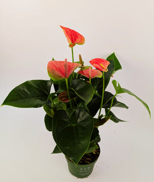 Anthurium Cherry Love Pink Flower 12cm Pot Houseplant