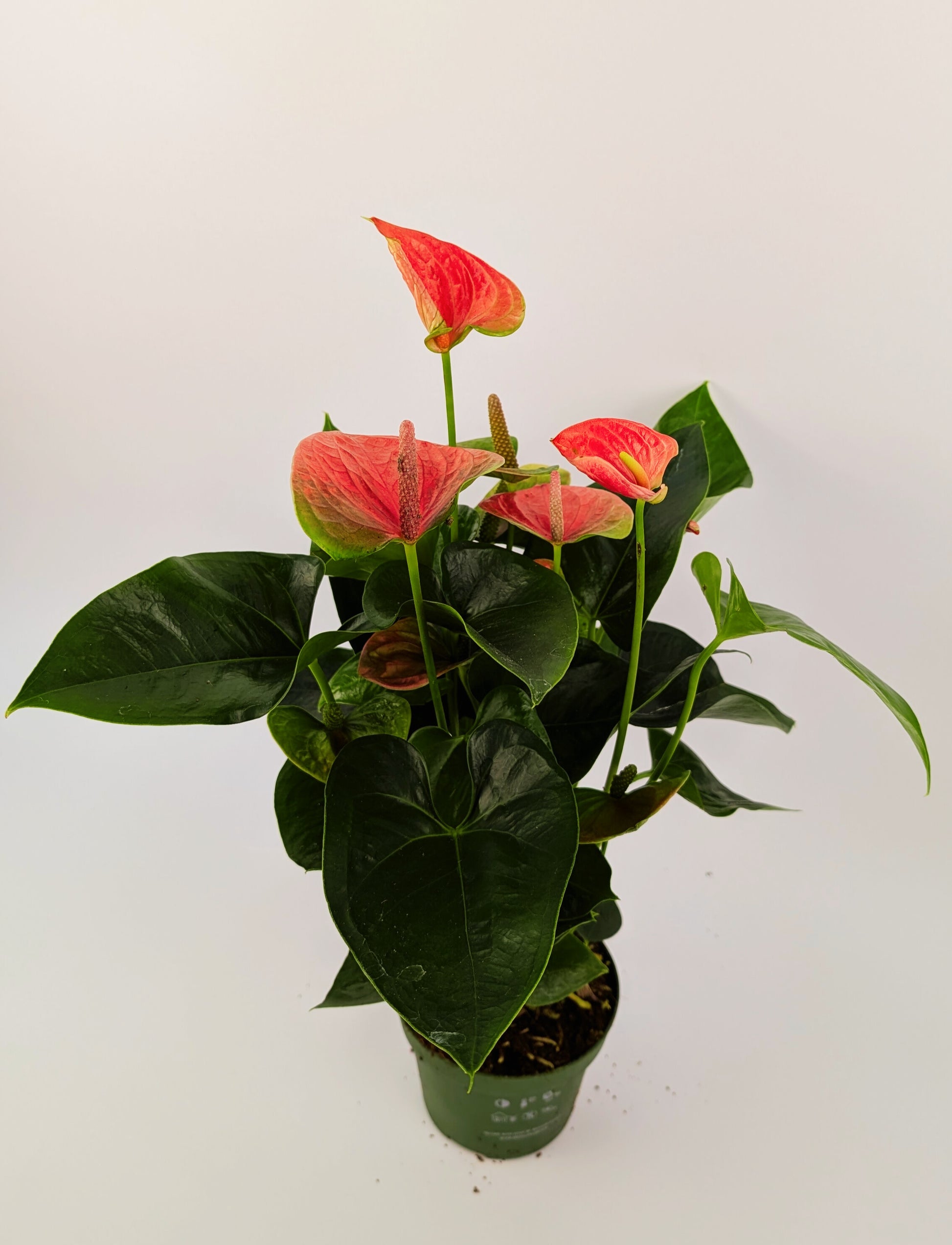 Anthurium Cherry Love Pink Flower 12cm Pot Houseplant