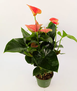 Anthurium Cherry Love Pink Flower 12cm Pot Houseplant