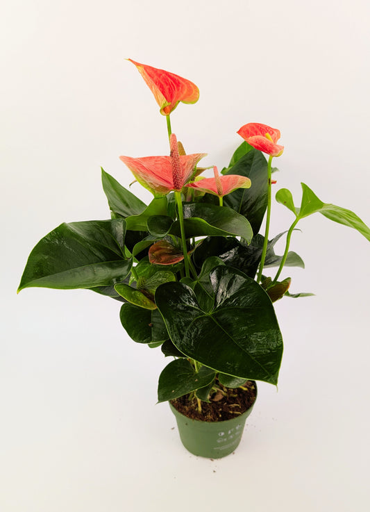 Anthurium Cherry Love Pink Flower 12cm Pot Houseplant