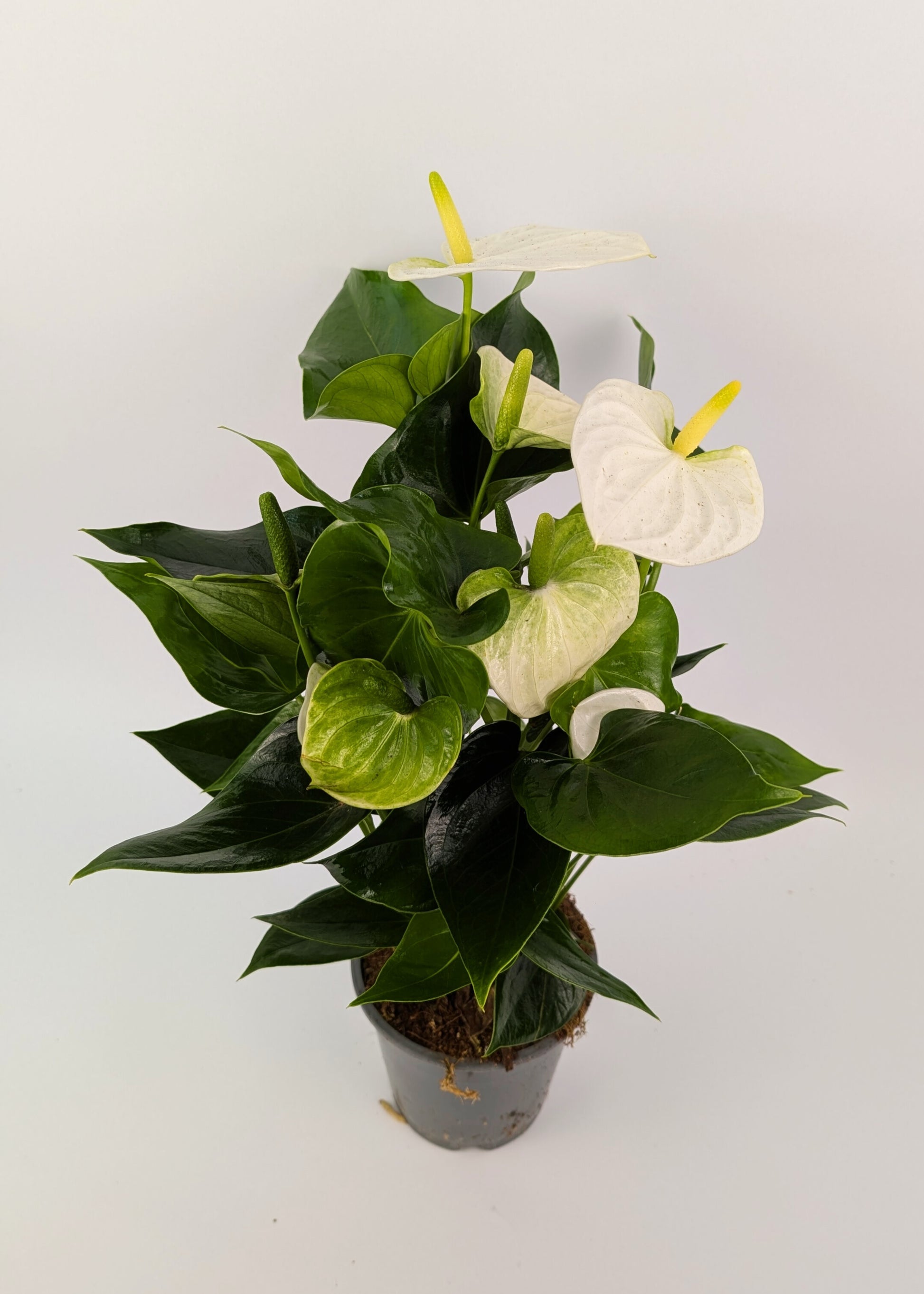 Anthurium White Flower 12cm Pot Houseplant