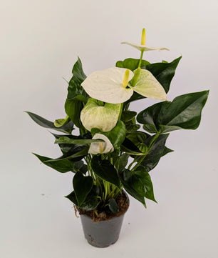 Anthurium White Flower 12cm Pot Houseplant