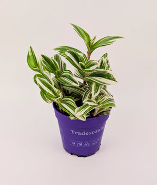 15 - 20cm Tradescantia Brightness House Plant 12cm Pot