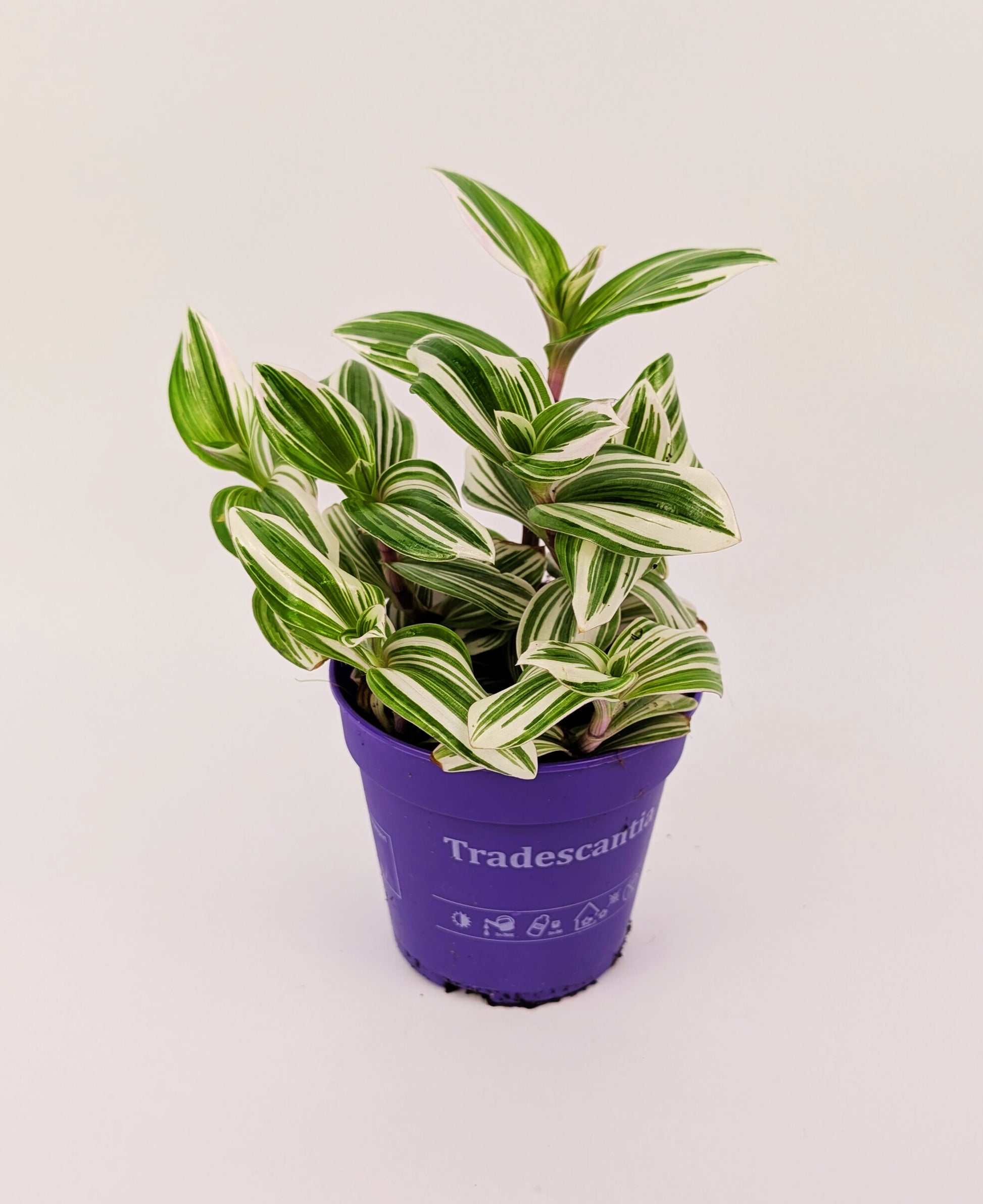 15 - 20cm Tradescantia Brightness House Plant 12cm Pot