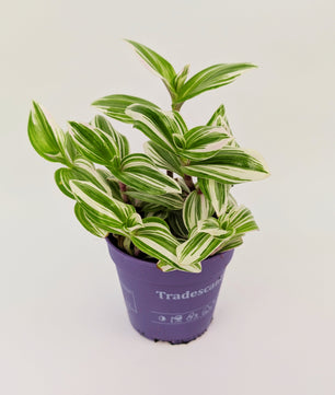 15 - 20cm Tradescantia Brightness House Plant 12cm Pot