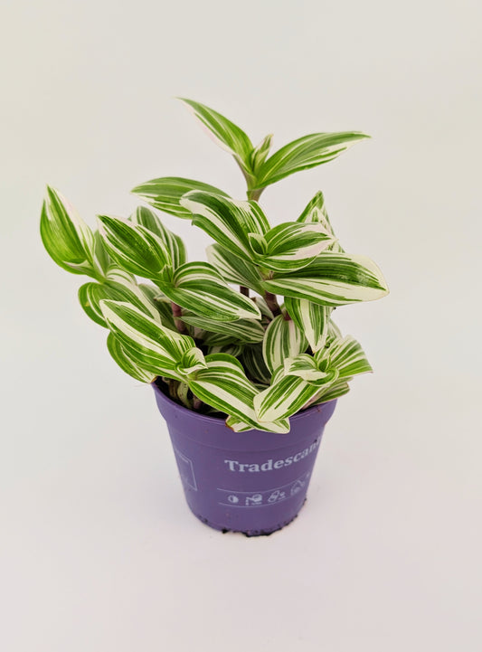15 - 20cm Tradescantia Brightness House Plant 12cm Pot
