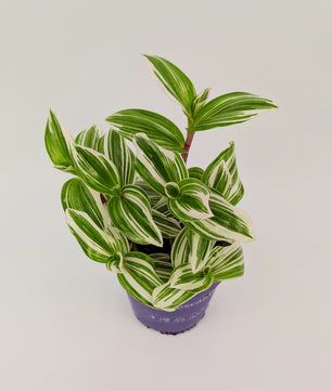 15 - 20cm Tradescantia Brightness House Plant 12cm Pot