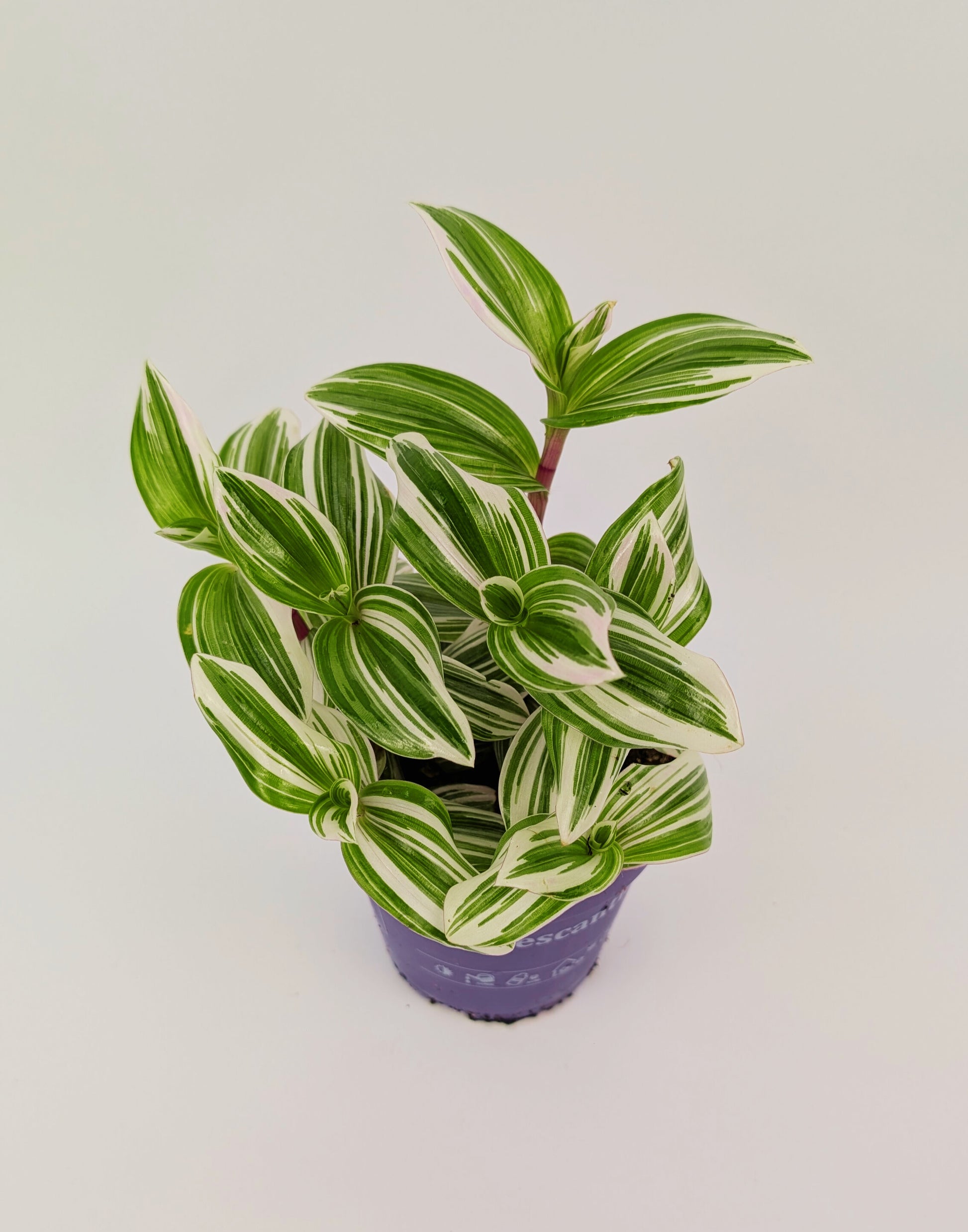 15 - 20cm Tradescantia Brightness House Plant 12cm Pot