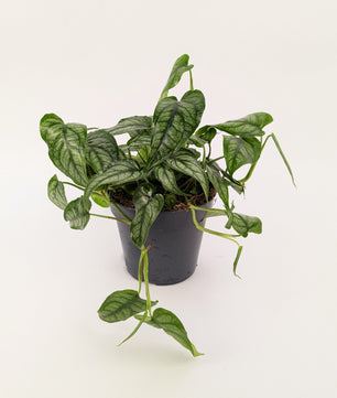 Monstera Siltepecana 12cm Pot Houseplant