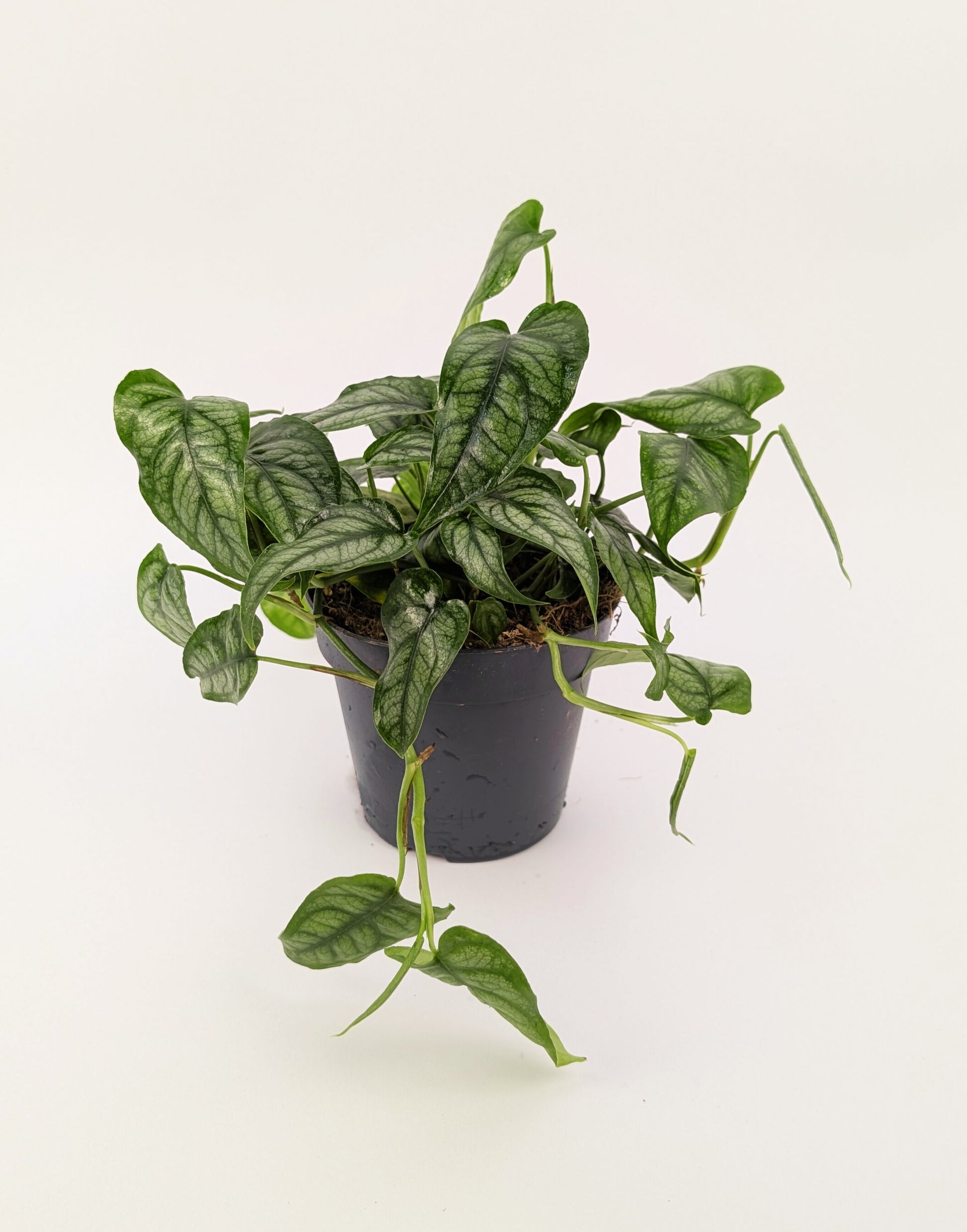 Monstera Siltepecana 12cm Pot Houseplant