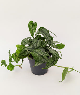 Monstera Siltepecana 12cm Pot Houseplant