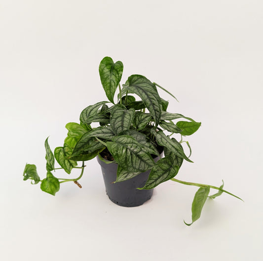 Monstera Siltepecana 12cm Pot Houseplant