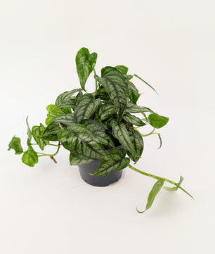 Monstera Siltepecana 12cm Pot Houseplant