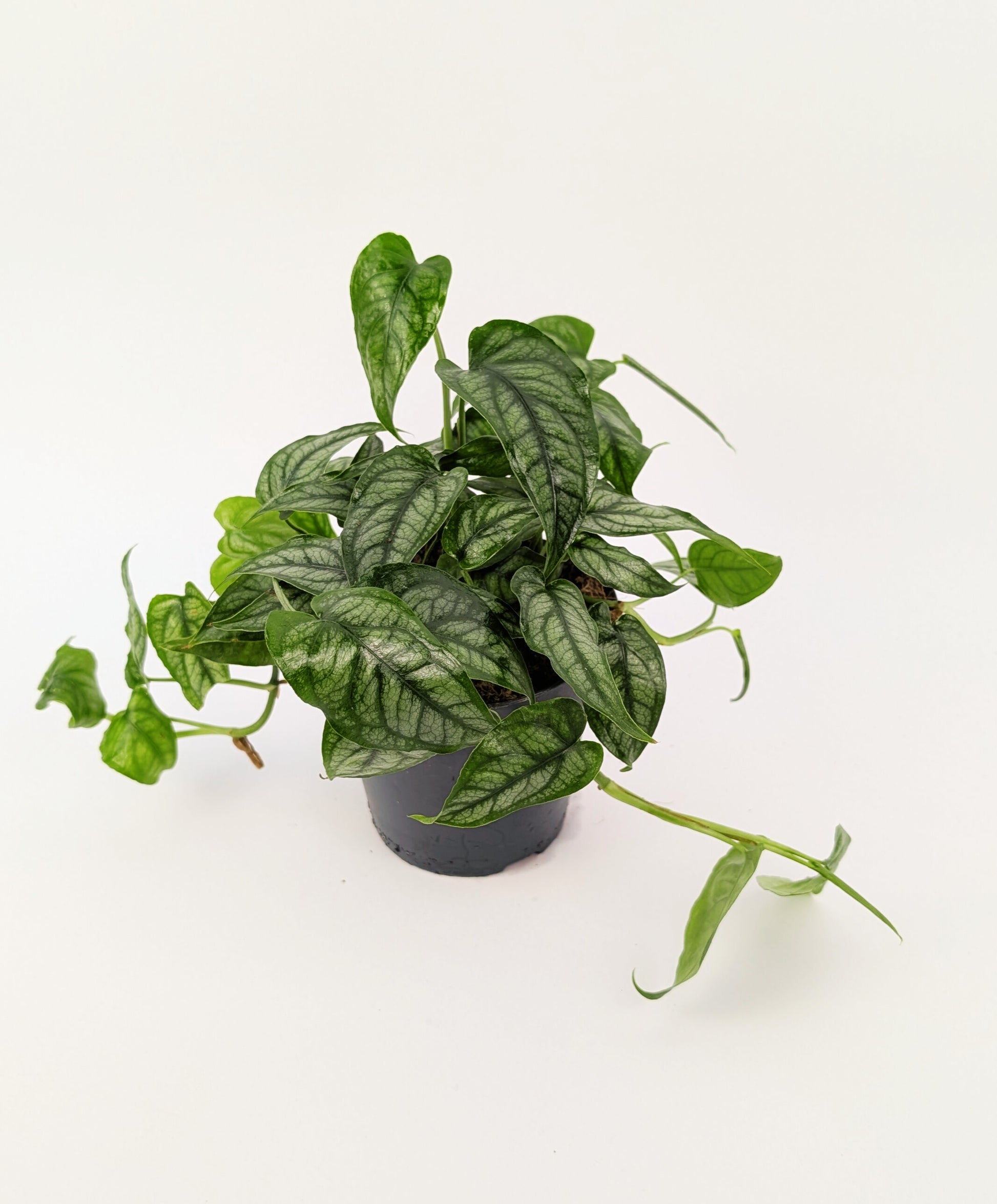 Monstera Siltepecana 12cm Pot Houseplant