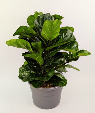 60cm Ficus Lyrata Bambino 21cm Pot Houseplant