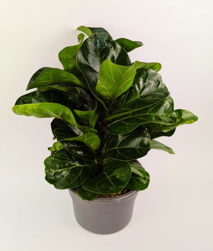 60cm Ficus Lyrata Bambino 21cm Pot Houseplant
