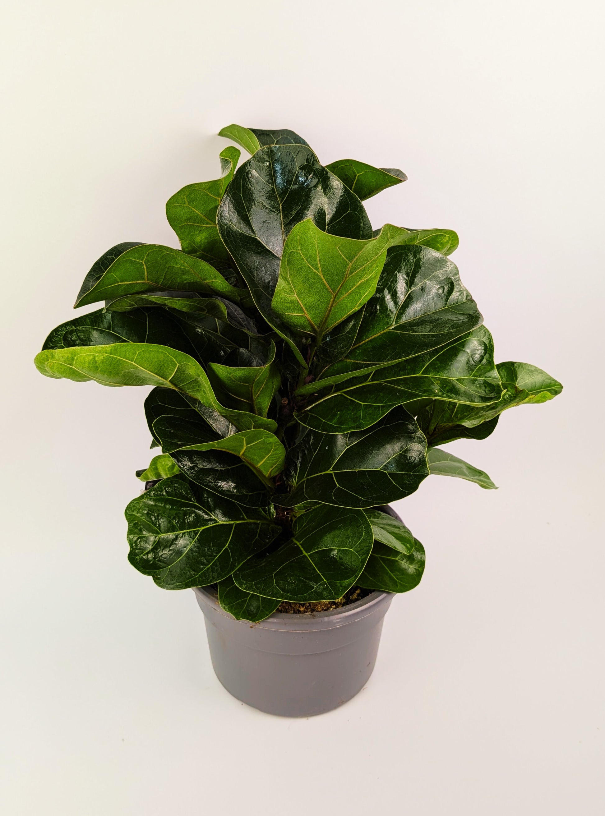 60cm Ficus Lyrata Bambino 21cm Pot Houseplant