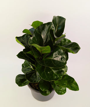 60cm Ficus Lyrata Bambino 21cm Pot Houseplant