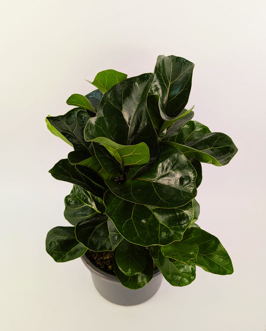 60cm Ficus Lyrata Bambino 21cm Pot Houseplant