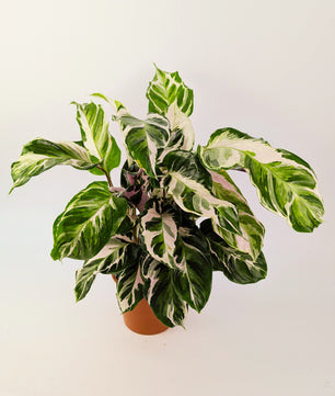 Calathea White Fusion Prayer Plant House Plant 14cm Pot