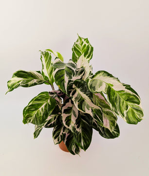 Calathea White Fusion Prayer Plant House Plant 14cm Pot