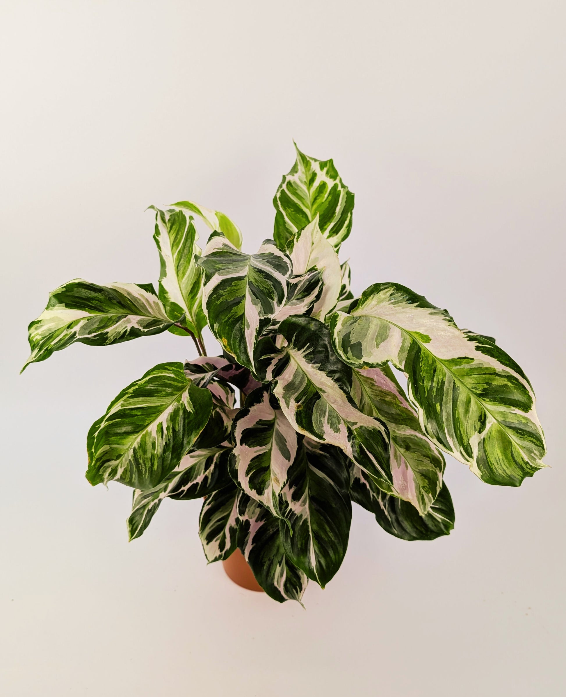 Calathea White Fusion Prayer Plant House Plant 14cm Pot