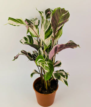 Calathea White Fusion Prayer Plant House Plant 14cm Pot