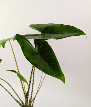 40 - 50cm Alocasia Zebrina 14cm Pot Houseplant