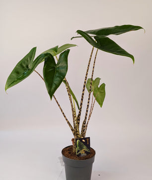 40 - 50cm Alocasia Zebrina 14cm Pot Houseplant