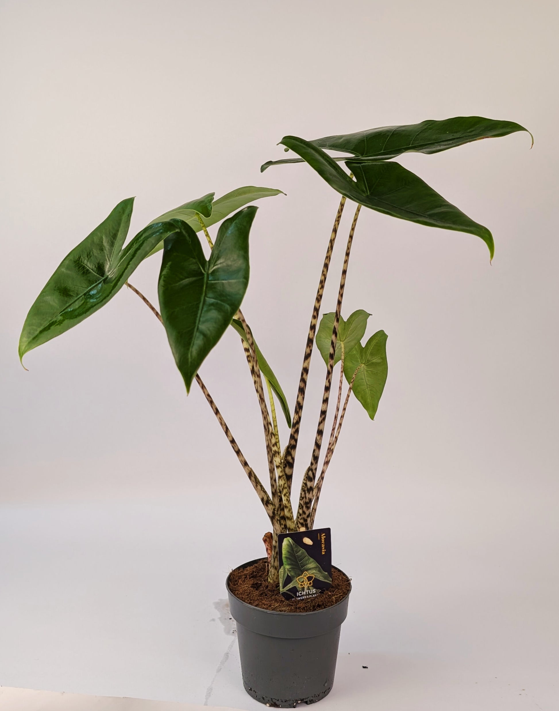 40 - 50cm Alocasia Zebrina 14cm Pot Houseplant