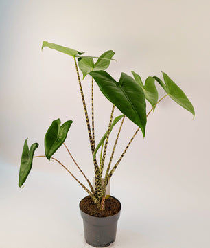 40 - 50cm Alocasia Zebrina 14cm Pot Houseplant