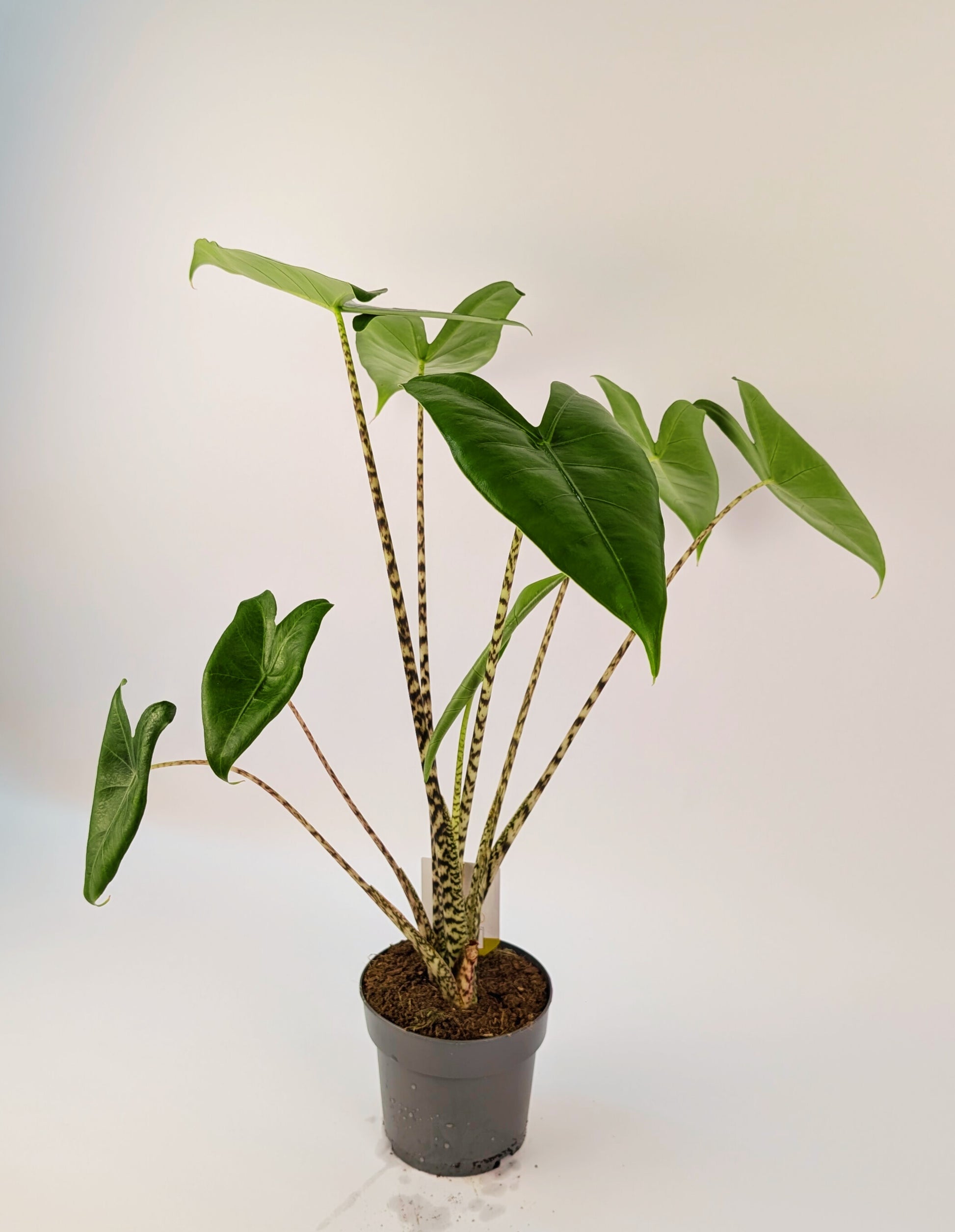 40 - 50cm Alocasia Zebrina 14cm Pot Houseplant