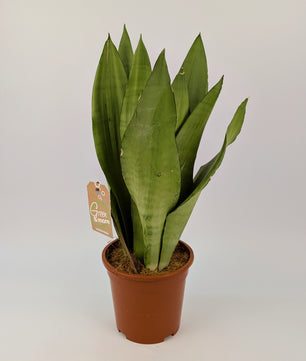 70 - 90cm Sansevieria Moonshine Snake Plant 17cm Pot House Plant