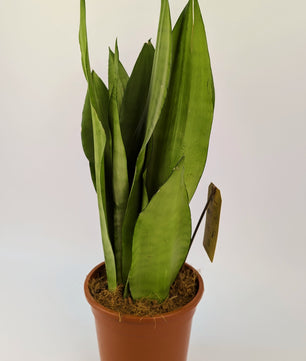 70 - 90cm Sansevieria Moonshine Snake Plant 17cm Pot House Plant