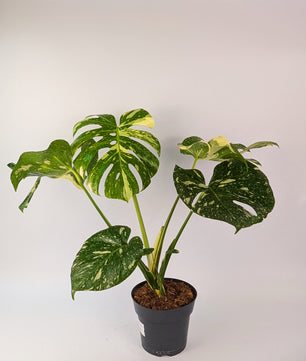 Monstera Thai Constellation 17cm Pot Houseplant